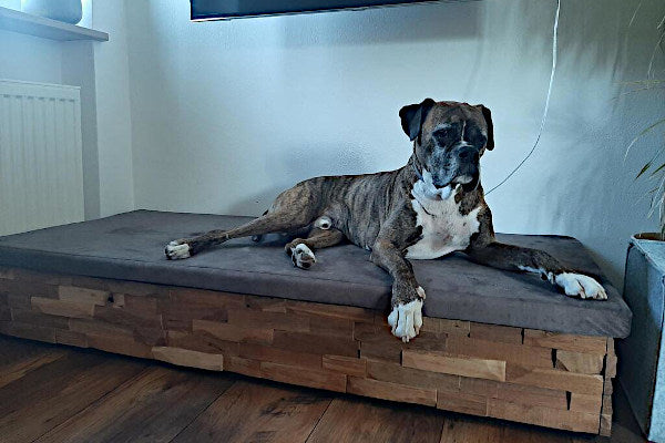 Colchoneta para perro